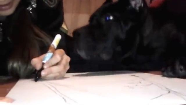 кане корсо(Cane Corso) 3 месяца и ребёнок смотреть онлайн