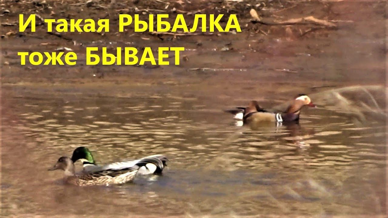 И такая рыбалка тоже бывает. Рыбалка на спиннинг весной по амурским заливам смотреть онлайн