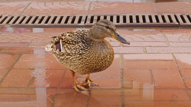 Утка | Duck | Canon EOS 100D | Magic Lantern | RAW смотреть онлайн