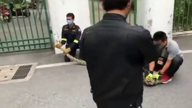 Fire fighters catch-up the python in Bangkok смотреть онлайн