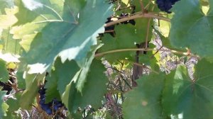 ВИНОГРАД. КИШМИШ КРАСЕНЬ. ТЕХНИЧЕСКИЕ СОРТА ВИНОГРАДА. ВИНОГРАДНИК SOKOLMAN SERGEY.