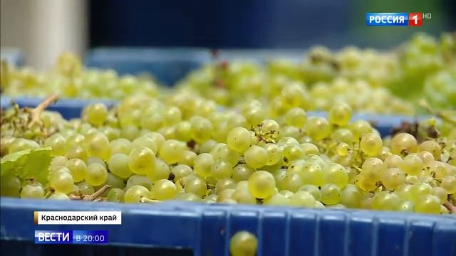 Виноград для Шардоне: как его готовят в поселке Абрау