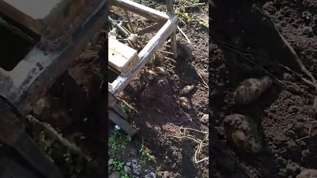 Грохотная картофелекопалка без грохота смотреть онлайн