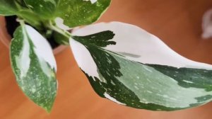 филодендрон белая  принцесса