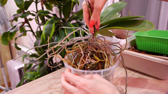Пересадка орхидеи Грация. Сама небольшая, но корнееей... смотреть онлайн