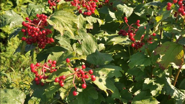 We Grow Viburnum trilobum at Highland Hill Farm American Cranberry Viburnums смотреть онлайн