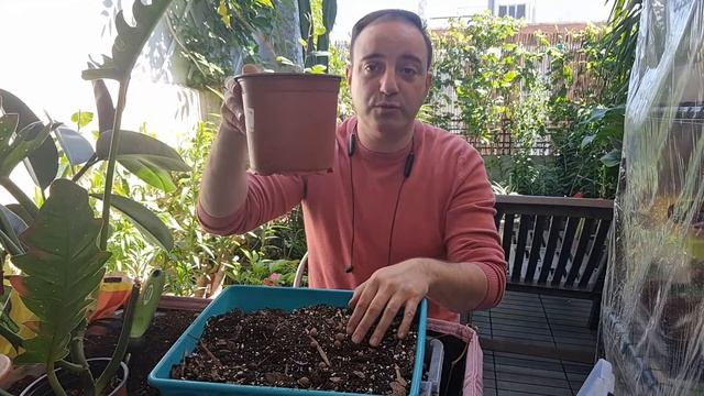 TRASPLANTES de de plantas TROPICALES. Philodendron Narrow, P. Imperial Red y Scindapsus N'Joy. смотреть онлайн
