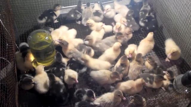 Утята мускусной утки, шипуны. смотреть онлайн