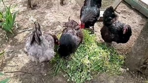 Обзор кур породы Джерсийский Гигант.