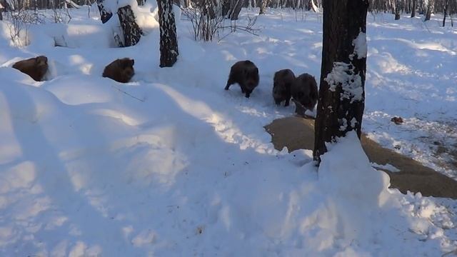 Кабаны смотреть онлайн