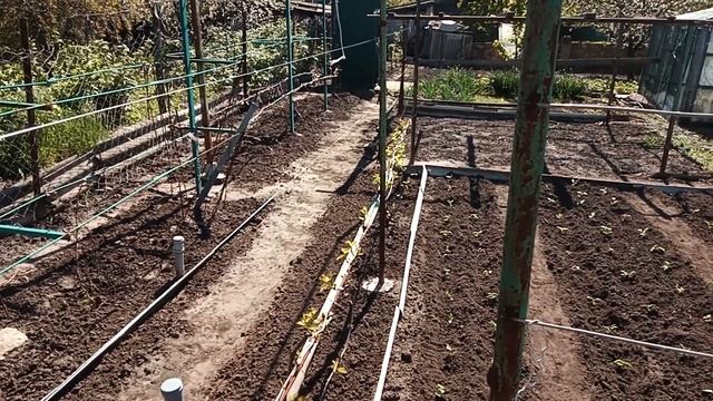 Что не следует сажать рядом с виноградом смотреть онлайн