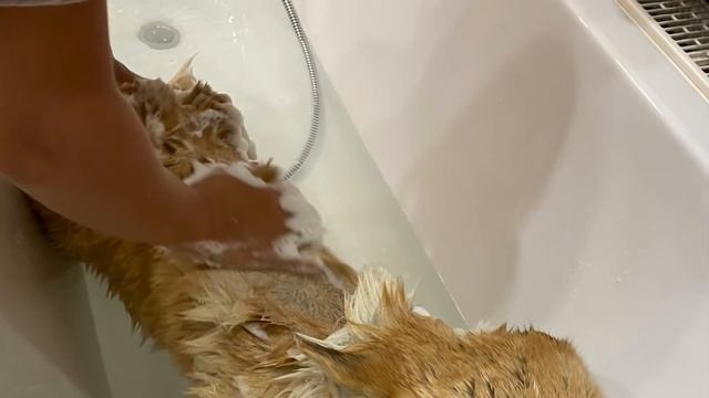 Самые крутые фотки корги Максяша смотреть онлайн