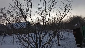 Формировка  мушмулы германской