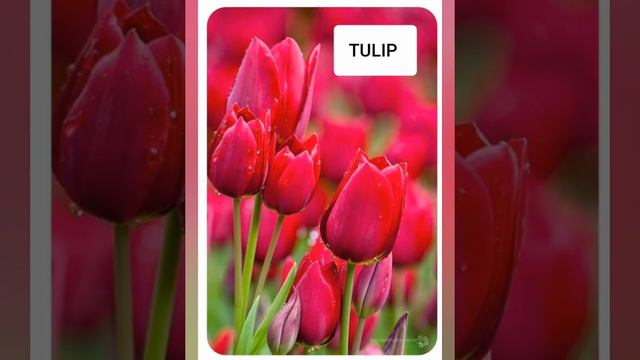 FLOWERS NAME смотреть онлайн