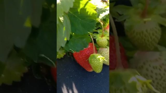 Азия среднеранний сорт клубники универсального назнчения. Выведен в Италии. смотреть онлайн