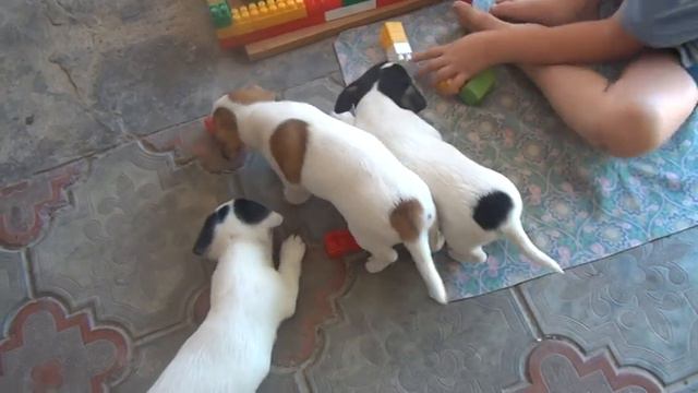 Щенки Гадзиллы напали на город смотреть онлайн