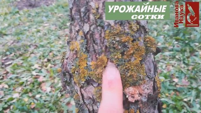 Оставьте КОРУ в покое! Обдирать? Белить? Травить? смотреть онлайн