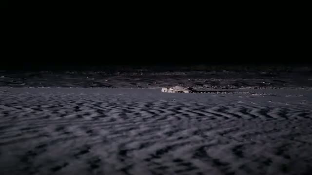 Tortues de sable en sable смотреть онлайн