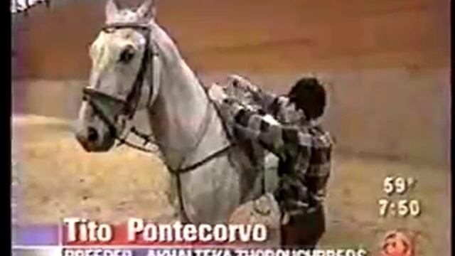 Akhal Teke stallion Mamuk @ Tito Pontecorvos barn in Dubna, Russia смотреть онлайн