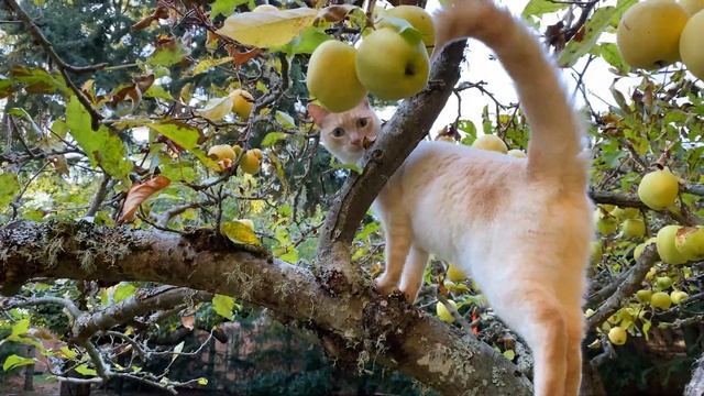 iPhone 11 Pro Max Ultra wide Camera – Really Cool! смотреть онлайн