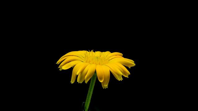 🏵 Marigold Flower Blossoming - time lapse [4K] смотреть онлайн