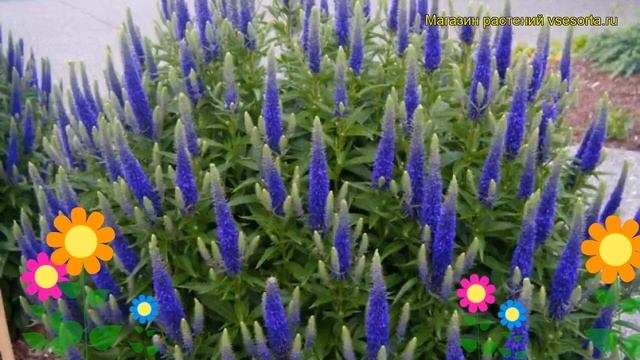 Вероника колосистая. Краткий обзор, описание характеристик Veronica Spicata