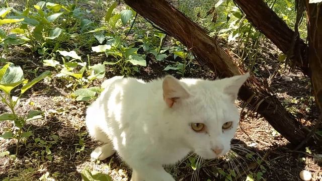 🕒 Ждём, ждём уже часа 2,5. А хозяйка так и не едет. Уже устали. смотреть онлайн