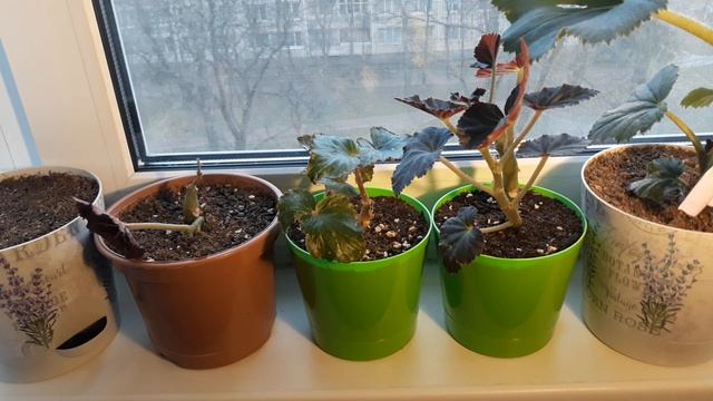 ЕЩЁ ОДИН ВАРИАНТ ЗИМОВКИ КЛУБНЕВЫХ БЕГОНИЙ ПЕРВОГО ГОДА ЖИЗНИ? - КОГДА РАСТЕНИЯ ЗИМУЮТ БЕЗ ЛИСТВЫ смотреть онлайн