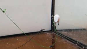 ВКУСНАЯ НАСАДКА НА КАРАСЯ И КАРПА,POP-UP ЗА КОПЕЙКИ,ПОП АП СВОИМИ РУКАМИ, монтаж для pop up.