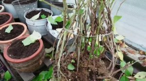 Крупнолистную ГОРТЕНЗИЮ готовим к зимовке в подвале