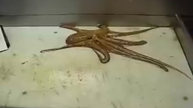 Crawling Octopus смотреть онлайн