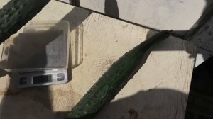 ? Огурец ИЗУМРУДНЫЙ ПОТОК  F1| НАРОДНЫЙ ВЫБОР| Часть 2. Щедрая урожайность