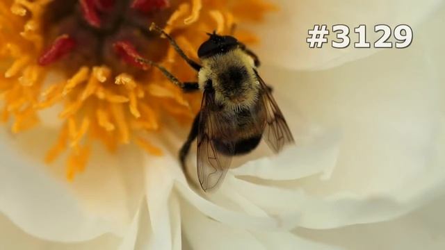 Любимцы на Камеру