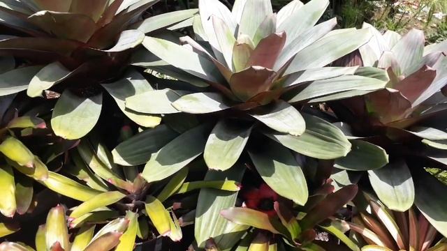 REVIEW BERBAGAI MACAM TANAMAN HIAS #tanamanhias #bromelia #fittonia #begonia смотреть онлайн