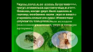 «Укусы насекомых и защита от них»