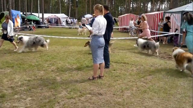 CACIB-18 колли выбор ЛПП смотреть онлайн