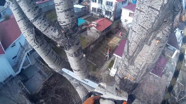 Спил Пирамидального Тополя, 23.02.2016, г.Анапа,Краснодарский Край смотреть онлайн