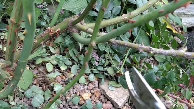 Правильная обрезка роз на зиму. Практический показ. смотреть онлайн