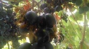 VID_20240903_110303.mp4