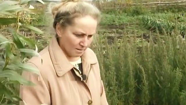 Сорта Ив смотреть онлайн