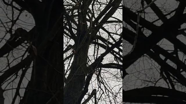 Ждём Рождество. Белки скачут, играют в горелки. смотреть онлайн