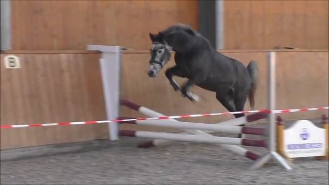 PVA Blue Cornet geb. 2011 von Blue Balou - angeritten смотреть онлайн