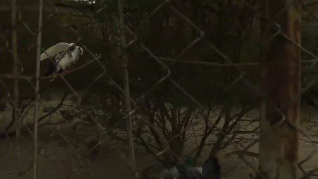 2015 Рупите. Дом Ванги. Минеральные источники смотреть онлайн