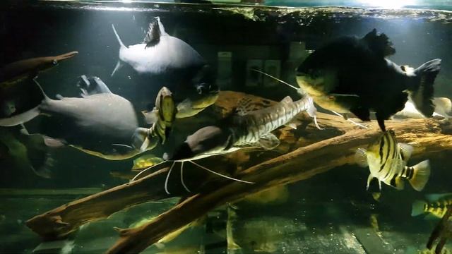 Большой аквариум, огромные рыбы смотреть онлайн