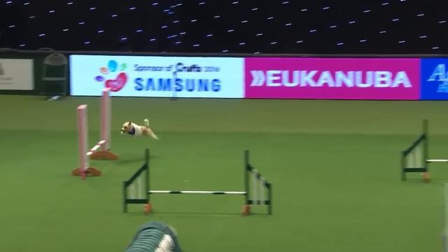Olly the Jack Russell - Crufts 2016 смотреть онлайн