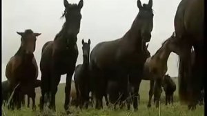 Карачаевская порода лошадей. Карачаевский конный завод.