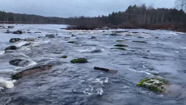 Река Суойоки, Суоярвский район, р. Карелия. Ноябрь 2021. смотреть онлайн