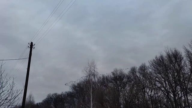 Птицы летят клином смотреть онлайн