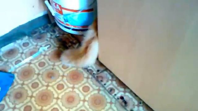 Кот и его хвост . смотреть онлайн