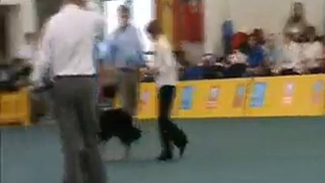 Obedience World Winner 2009 - Carmen Bennett, 1 part смотреть онлайн